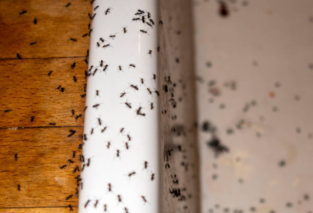 Best Commercial Pest Control Services  in Marion, KS