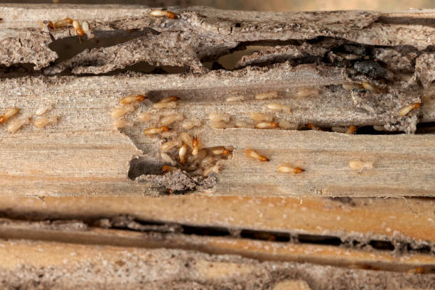 Best Pest Prevention Services  in Marion, KS