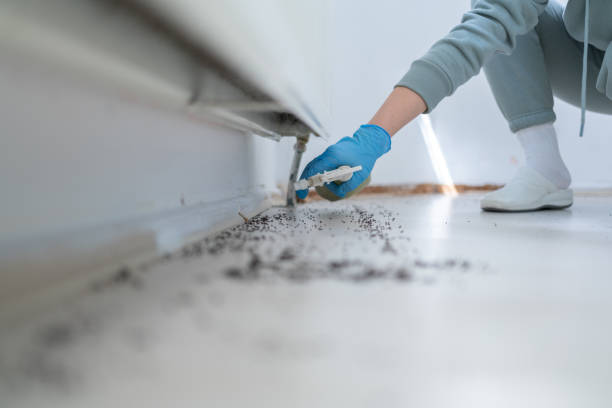 Best Termite Control Services  in Marion, KS